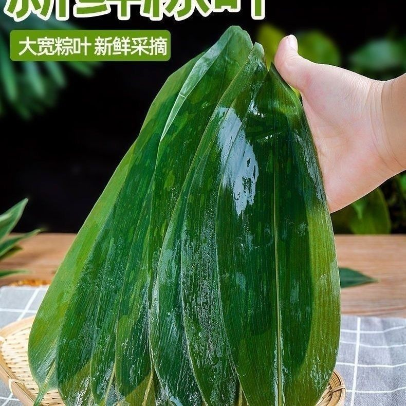 新鲜粽子叶粽叶新鲜大粽叶棕叶野生纯天然大粽叶子包粽子箬叶
