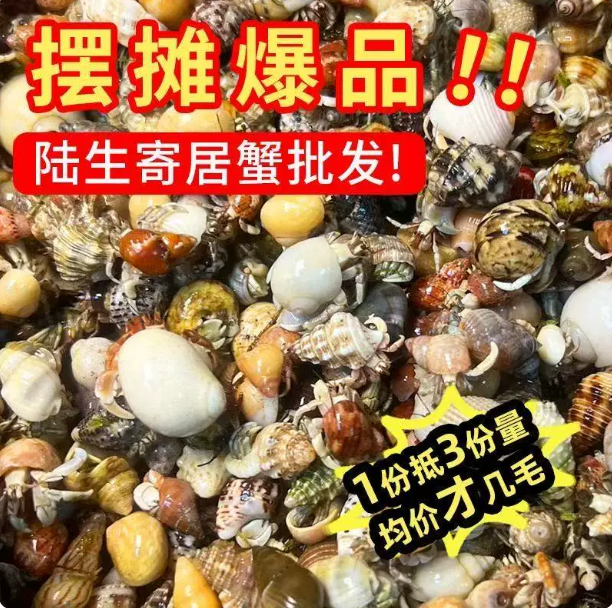 寄居蟹迷你小彩豆6只