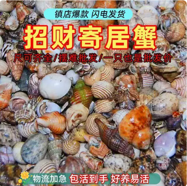 寄居蟹大彩豆30只