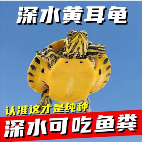 3817628