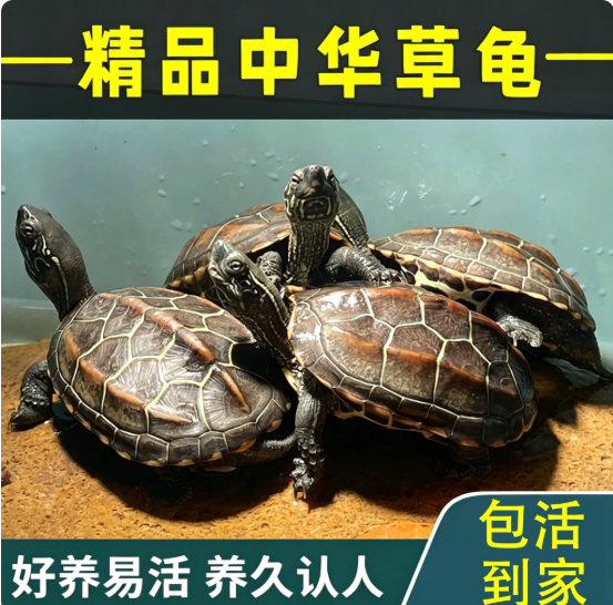 5-6厘米草龟2只送饲料