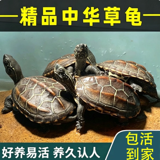 3817645
